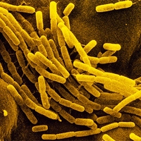 Создана графеновая защита для бактерий