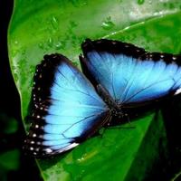 Ученые приспособили крылья бабочки под датчики инфракрасного излучения