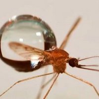 Физики изучили особенности полета комара во время дождя