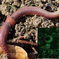 Ученые научились «добывать» квантовые точки из червей