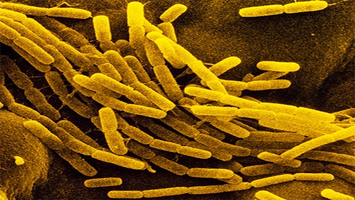 Создана графеновая защита для бактерий
