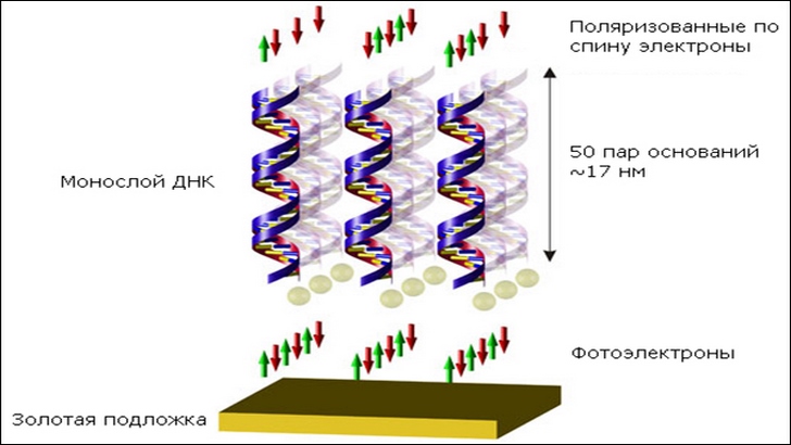 ДНК может сортировать электроны по спину